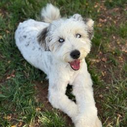 Jovie - Australian Mountain Doodle