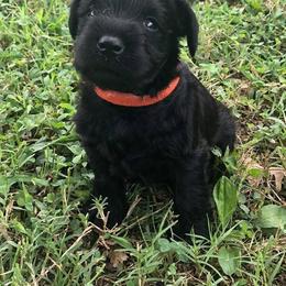 Miniature Schnauzer Puppies from Moore's Miniature Schnauzers