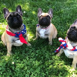 French Bulldog Puppies from Creme De La Creme French Bulldogs