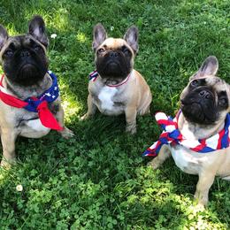 French Bulldog Puppies from Creme De La Creme French Bulldogs