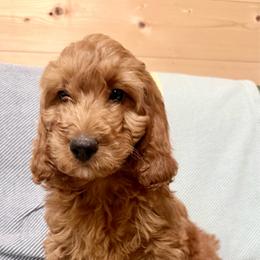 Puppy 4 - Apricot female Irish Doodle puppy in Bloomfield, Iowa from Schooley Doodles