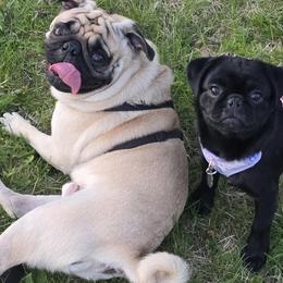 Pugs from Double Dutch Pug Co.