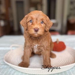 Skipper - Caramel red male Australian Labradoodle puppy in Nashville, Tennessee from SF Australian Labradoodles