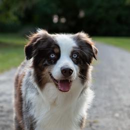 Carl - Australian Shepherd