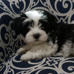 Havanese Puppies from Artwyrks Havanese