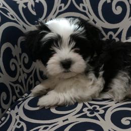Havanese Puppies from Artwyrks Havanese