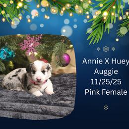 Pink Female - Blue merle and white female American Corgi puppy in Campbellsburg, Indiana from Kates Corgis