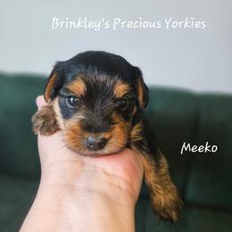 Meeko - Black and tan male Yorkshire Terrier puppy in West Plains, Missouri from Brinkley Yorkies