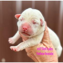 Holly - Yellow female Labrador Retriever puppy in Sullivan, Missouri from O’Dell Labs