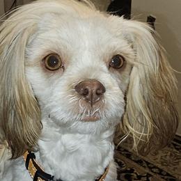 Ginger - Cavatzu