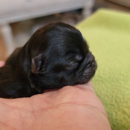 Shih Tzu Puppies from Chimera Shih Tzu