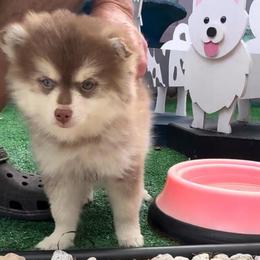 Remy - Red and white male Pomsky puppy in Spring Hill, Florida from PDQ Pomskies