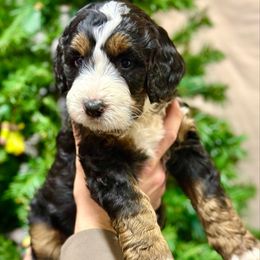 Ajax - Tri-color male Bernedoodle puppy in Mattawan, Michigan from KaZoo Doodles