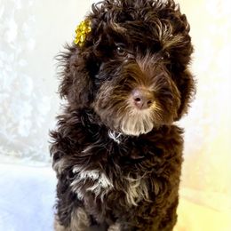 Waikiki - Brown and white female Bernedoodle puppy in Horseshoe Bend, Idaho from Over the Moon Poodles and Doodles