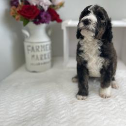 Sheepadoodle Puppies from Smokey Mountain Sheepadoodles