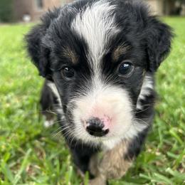 Miniature Australian Shepherd and Toy Australian Shepherd Puppies from Hailey's Miniature Australian Shepherds