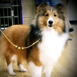 Shetland Sheepdogs from Mary L Franzoni