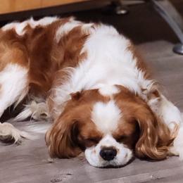 Cavalier King Charles Spaniels and Shih Tzus from Nashell Lynem