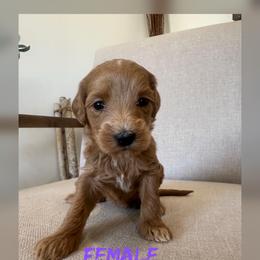 Girl 5 - Apricot female Goldendoodle puppy in Glendale, Arizona from Follow Your Bliss Doodles