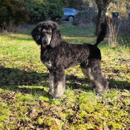 Quack - Seafoam Collar - Phantom female Poodle puppy in Springfield, Oregon from Valaurah Farms