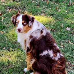 Vally - Miniature American Shepherd