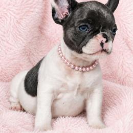 Blemish - Black and white female French Bulldog puppy in Maplewood, New Jersey from Poos&Bulls Keepsake
