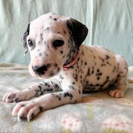 Shiver - White and black female Dalmatian puppy in Travelers Rest, South Carolina from Cotton Top