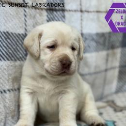 Purple collar - Yellow female Labrador Retriever puppy in Beaverdam, Virginia from Riverside Sunset Labrador Retrievers