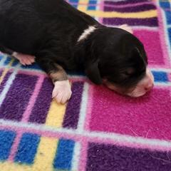 Girl 4 - White and black female Bordoodle puppy in New Oxford, Pennsylvania from The Weekend Farm