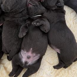 Labrador Retriever Puppies from Jewelwyn Labradors