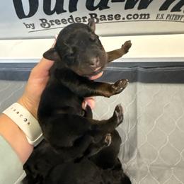 Boy 5 - Black and rust male Rottweiler puppy in Mcminnville, Oregon from JHB Rottweilers