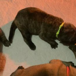 Green collar - Brindle female Mastiff puppy in Lincolnton, North Carolina from Little Mountain Mastiffs