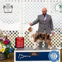 Dutton - Miniature American Shepherd
