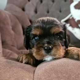 Maxwell - Black and tan male Cavalier King Charles Spaniel puppy in Caledonia, Michigan from Magnolia Acres