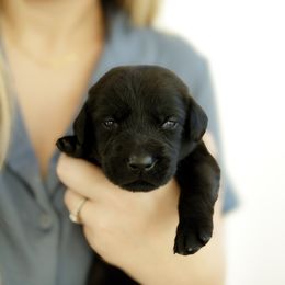Skittle - Black female Labrador Retriever puppy in Allons, Tennessee from UC Labradors LLC