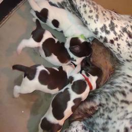 German Shorthaired Pointer puppies from Keystone Gun Dogs/vom Schlussstein Shorthairs