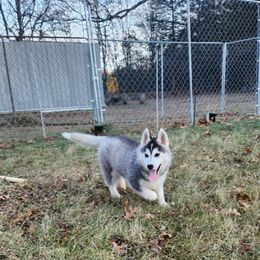 Siberian Husky Puppies from Spirit of the Moon Siberians