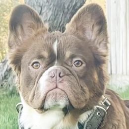 French Bulldogs from DogFather Frenchies