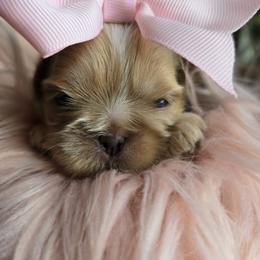 Shih Tzu Puppies from 🩷ViviDreamyShihtzus🩷