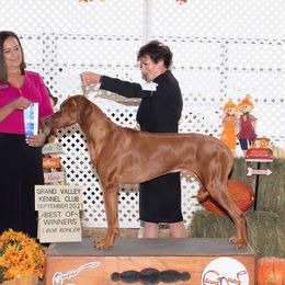 Rhodesian Ridgebacks from Sua Sponte Rhodesian Ridgebacks