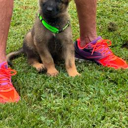 Green collar male - Sable male German Shepherd puppy in Ann Arbor, Michigan from Von Der Havier German Shepherds
