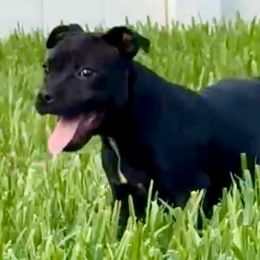 Staffordshire Bull Terriers from English Creek Staffords