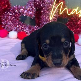 Dachshund Puppies from Camacho_Dachshunds