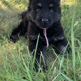 Purple Collar - Black and red male German Shepherd puppy in Upland, Indiana from Pinegrove German Shepherds