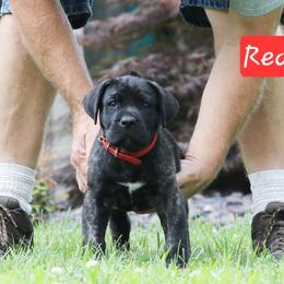 Red Collar - Tiger male Perro de Presa Canario puppy in Pocahontas, Illinois from Cabeza Grande Kennel