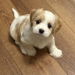Cavachon and Maltese Puppies from Wendy’s Maltese & Cavamalts of Virginia
