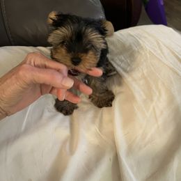 Yorkshire Terrier Puppies from Timber Hills Yorkshire Terriers