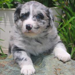Dallas - Blue merle male Australian Shepherd puppy in Mocksville, North Carolina from Trailblazing Aussies