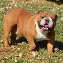 Murray - Bulldog