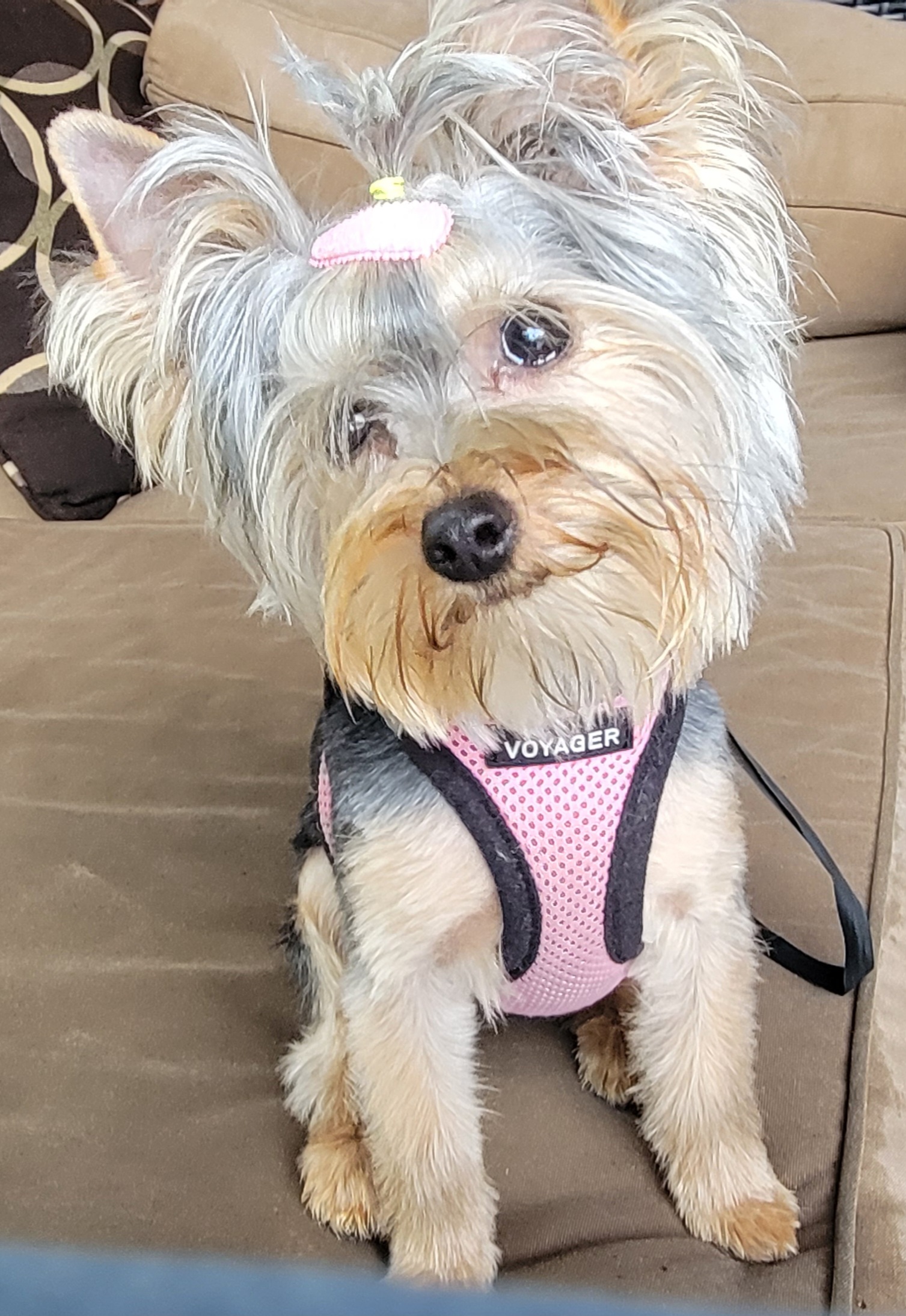 Lexi - Yorkshire Terrier